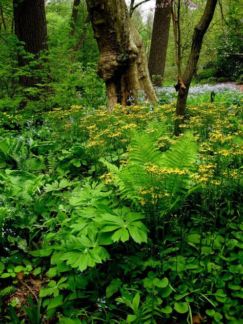 Native woodland Celandine Poppy, Northern Sea Oats, Phoenix Garden, Native Landscaping, Spring Woodland, Virginia Bluebells, Shade Gardening, Woodland Gardens, Sea Oats