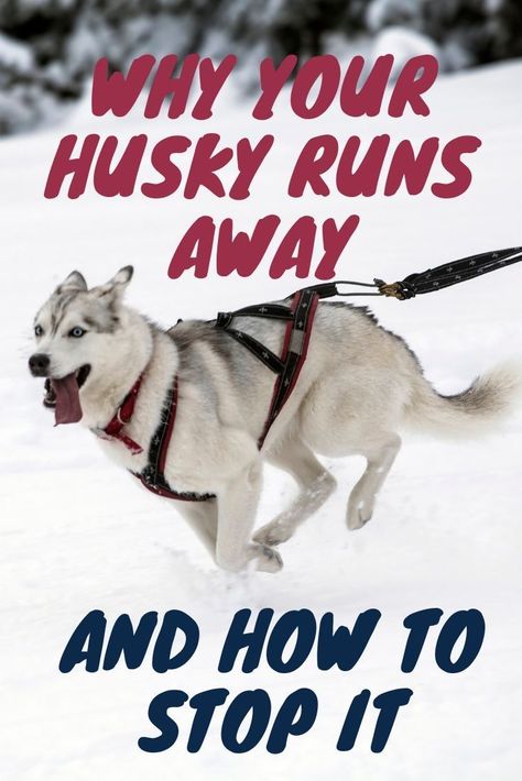 This post will show you why your husky runs away and what you can do to stop it. Husky Quotes, Husky Puppy Training, Husky Facts, Husky Training, Siberian Husky Facts, Dog Training Ideas, Miniature Husky, Husky Owner, White Husky