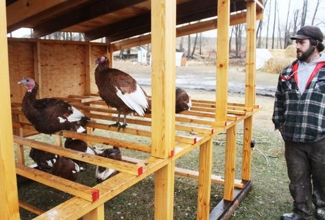 Tyler Tucker checks on some of the free-range Bourbon Red heritage turkeys Turkey Farming Ideas, Turkey Roost Diy, Diy Turkey Coop, Turkey House Coop, Turkey Coop Ideas Buildings, Turkey Coop Ideas, Backyard Turkeys, Turkey Raising, Turkey Pen