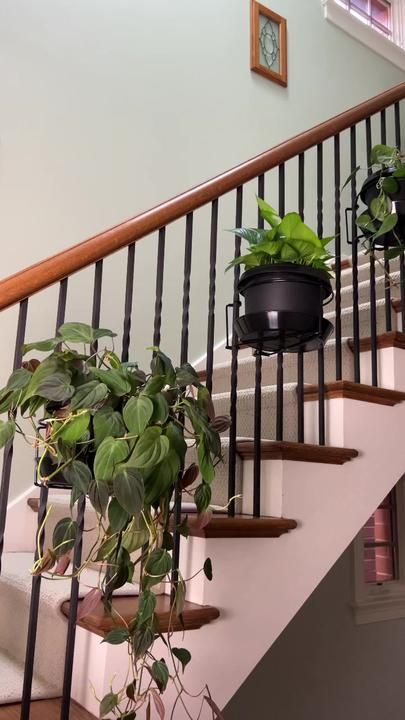 chicagogardener on TikTok Plants On Stairs Indoors, Staircase Plants Indoor, Plant Traps, Plant Stairs, American Living Room, Plant Containers, Plant Parent, Room Of One's Own, American Living