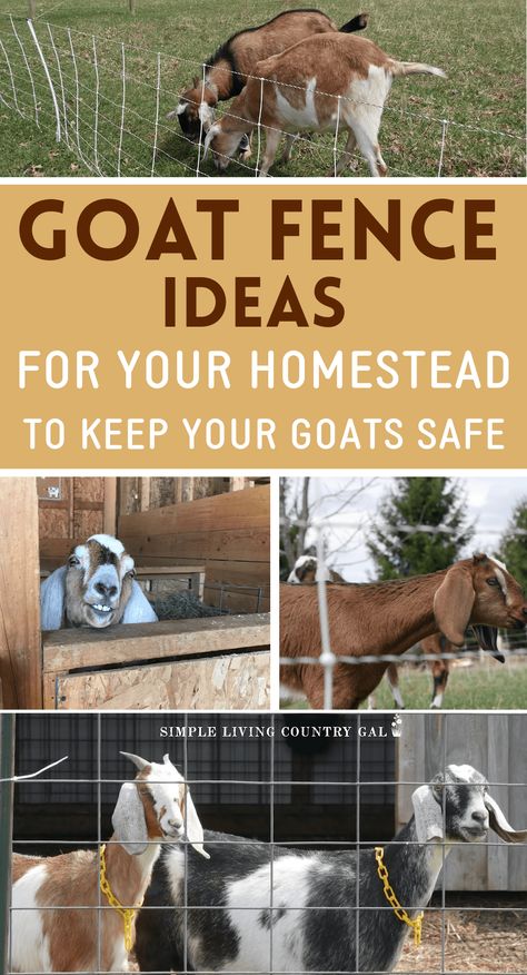 Goat Fence Ideas, Goat Fencing, Goat Fence, Goat Playground, Keeping Goats, Goat Shelter, Goat Pen, Mini Goats, Goat House