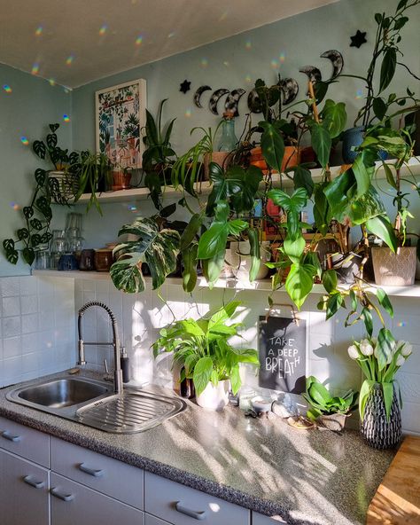 Bild von Munichjungle Plant Mom Aesthetic, Plant Goals, Kitchen Plants, Dream Apartment Decor, Small Kitchen Decor, Inside Plants, Bohemian House, Bedroom Plants, Plant Decor Indoor