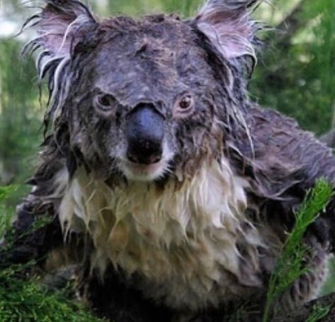 Wet Koala, Koala Meme, Drop Bear, Funny Koala, Koala Bear, Koala, The Live, Funny Pictures, Breaking News