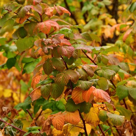 What To Do With Blackberry & Raspberry Plants In The Fall - Get A Bigger Harvest Next Year! Blackberry Bush Care, Blackberry Plants How To Grow, Blackberry Bushes Care How To Grow, Transplant Blackberry Plants, Picking Blackberries, Blackberry Bush, Blackberry Plants, Petunia Plant, Blackberry Picking