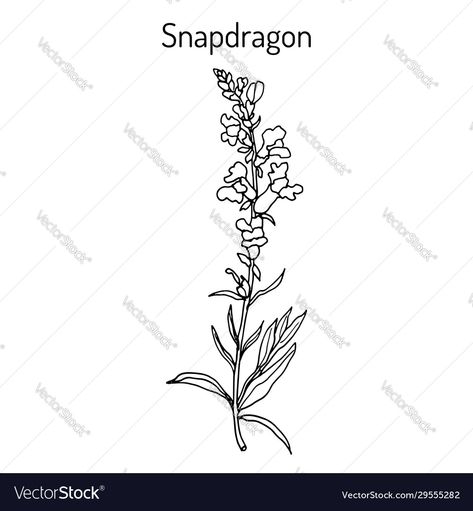 Snapdragon Drawing Simple, Botanical Vector, Snapdragon Flowers, Flowers Vector, Flower Template, Medicinal Plants, Tattoo Ideas, Piercings, Hand Drawn