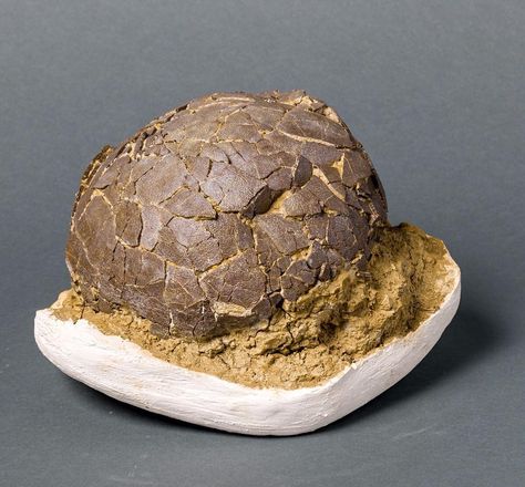 RARE DINOSAUR EGG (TITANOSAUR) | #Geology #GeologyPage #Dinosaur #Fossil Species of egg: Cairanoolithus dughii Location: Montagnac Department Herault Languedoc-Roussillon region southern France. Measurements: Length of egg - 8 inches / 20.3 cm width - 7.5 inches / 19 cm height - 3.5 inches / 8.9 cm inches. Weighs 20 lbs Photo Copyright FOSSIL REALM Geology Page www.geologypage.com Diy Fossils, Dinosaur Egg Fossil, Petrified Wood Jewelry, Dinosaur Game, Eggs For Sale, Dinosaur Games, Dinosaur Egg, Rocks And Fossils, Rock Hunting