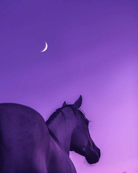 Purple Horse Aesthetic, Night Horse, Purple Horse, Pictures With Horses, Cute Horse Pictures, Purple Animals, Horse Dressage, Horse Wallpaper, Horse Aesthetic