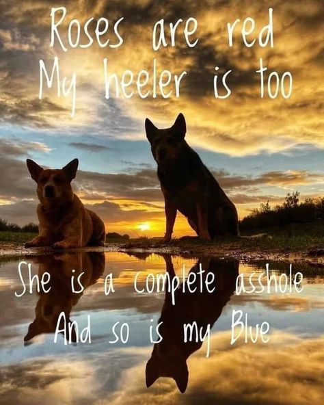 Australian Cattle Dogs, Border Collie Dog, Blue Heeler, Australian Cattle Dog, Cattle Dog, Diy Dog Stuff, Border Collie, Red Roses, Funny Quotes