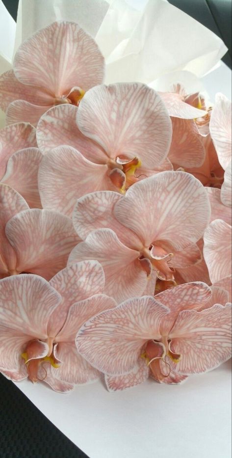 Pink Moth, Moth Orchid, Phalaenopsis Orchid, Pink Orchids, Flower Therapy, Exotic Flowers, Love Flowers, My Flower, Pretty Flowers