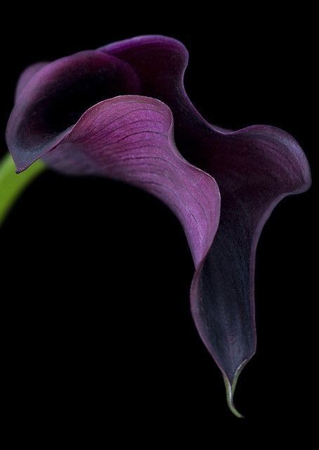 Pixel Wallpapers, Cala Lillies, Black Calla Lily, Lilies Drawing, Purple Calla Lilies, Magic Nature, Photography Ideas At Home, Calla Lily Flowers, Hand Painted Dress