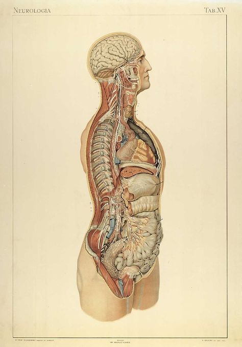 Medical Illustration Illustration Tumblr, Medical Drawings, Human Body Art, Human Figure Drawing, Human Anatomy And Physiology, Human Anatomy Art, Medical Anatomy, Vintage Medical, Medical Art