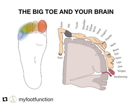 @physioosteogram on Instagram: “I say it ALL the time.  The function of that big toe plays a massive role in the human gait cycle.  Practice moving it. By itself. Lift…” Gait Cycle, Reflexology, Your Brain, Okay Gesture, Anatomy, Brain, Massage, Lips, Human