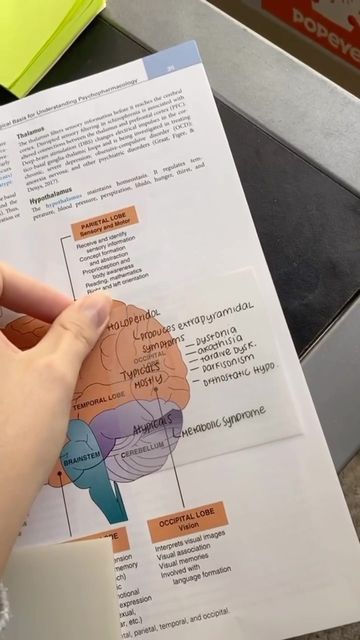 Uni Must Haves, Clear Sticky Notes, Basal Ganglia, Deep Brain Stimulation, Back To Uni, Cerebral Cortex, Post Its, Stationary School, Medical Knowledge