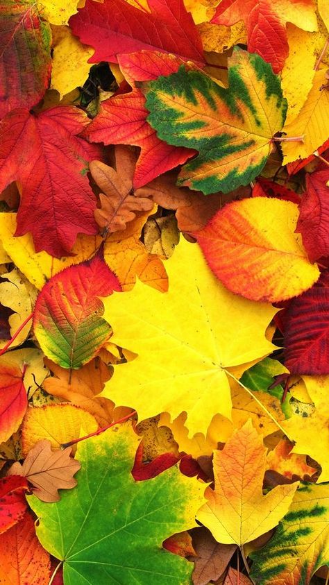 Fall leaves Fall Leaves Pictures, Amoled Wallpapers, Color Brush, Rose Flower Wallpaper, Beautiful Flowers Photos, Poster Background Design, Flower Background Wallpaper, Autumn Scenery, Tree Canvas