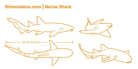 Nurse Shark Tattoo Simple, Nurse Shark Drawing, Nurse Shark Tattoo, Shark Books, Shark Attacks, Cardboard Animals, Shark Stuff, Shark Facts, Shark Drawing