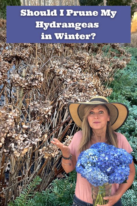 Hydrangeas in winter with Kelly Lehman in front of them Hydrangea In Winter, Hydrangea Winter Care, Pruning Hydrangeas, Hydrangea Care, Hydrangea Garden, Diy Shorts, Winter Garden, Garden Planning, Join Me