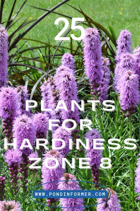 These 25 plants in Hardiness Zone 8 will not only make your garden more visually appealing, but they will also attract a wide range of native creatures and pollinators. #VarietiesInTheGarden #Zone8Plants #NatureHaven Plants For Zone 8 Landscapes, Zone 8b Plants, Zone 8 Perennials, Zone 8b Landscaping, Zone 8 Gardening, Zone 9 Gardening Texas, Zone 8 Landscaping, Georgia Landscaping, Full Sun Perennial Garden Plan Zone 5