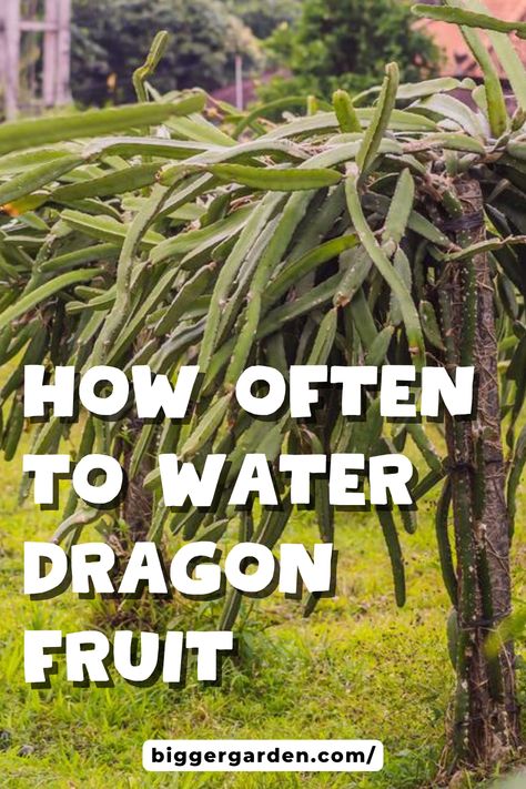 Elevate your gardening experience with our all-inclusive guide to Dragon Fruit plant care, guaranteed to inspire and inform enthusiasts of all levels. Dive into the world of exotic fruits and lush foliage as we explore cultivation techniques, troubleshooting tips, and more. Click here to embark on a journey of botanical discovery and transform your garden into a thriving oasis of beauty and abundance! How To Plant Dragon Fruit, Dragonfruit Plant, Dragon Fruit Garden, Cultivation Techniques, How To Grow Dragon Fruit, Dragon Fruit Tree, Dragon Fruit Cactus, Dragon Fruit Pitaya, Dragon Fruits