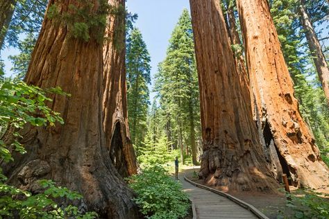 Giant Sequoia Trees, Yosemite California, Carlsbad California, Big Trees, Sequoia Tree, Redwood National Park, Kings Canyon National Park, Redwood Tree, Camping Locations