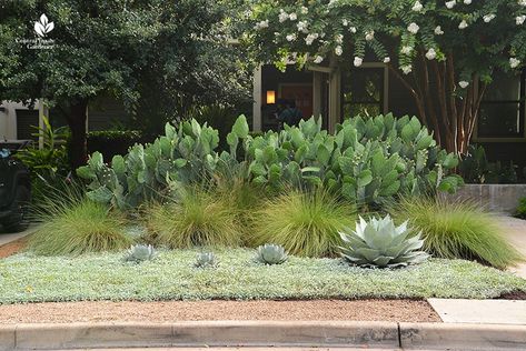 Texas Native Plants Landscaping, Xeriscape Front Yard, Low Maintenance Front Yard, Native Plant Landscape, Texas Landscaping, Native Grasses, Texas Plants, John Hart, Texas Native Plants