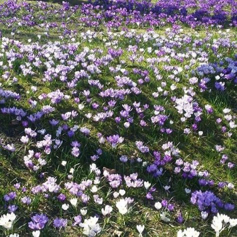 Lavender Aesthetic, Nothing But Flowers, Purple And White, Purple Aesthetic, The Grass, Nature Aesthetic, Flower Field, Love Flowers, My Flower