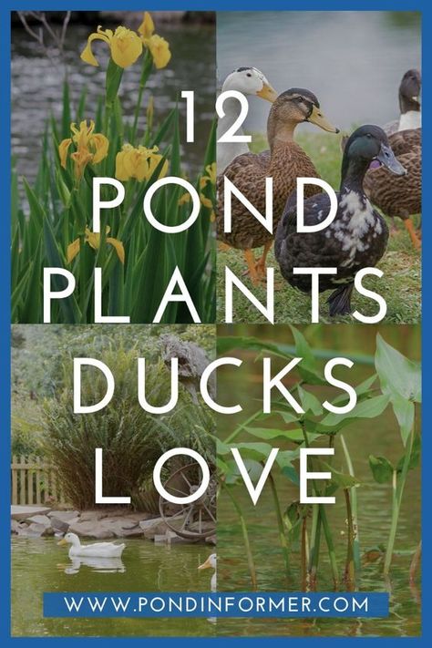 Attract Ducks to Your Pond with These Ideal Pond Plants Ducks Love - Cultivate a Thriving, Duck-Friendly Aquatic Habitat.  #plants #gardening #ideas #ducks #plantingideas #wildlife Duck Pond Ideas Diy, Pond For Ducks, Plants For Ducks, Bathtub Duck Pond Ideas, Duck Ponds, Duck Pond Plants, Duck Pond Ideas, Bathtub Duck Pond, In Ground Duck Pond