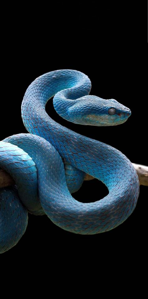 Snake Iphone Wallpaper, Snake Wallpaper Iphone, Advanced Magic, Reptile Facts, Photography 4k, Reticulated Python, Viper Snake, Black Freedom, Iphone Wallpaper Hd