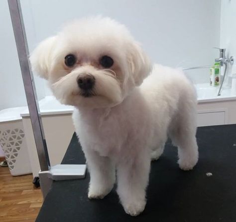 30 Best Maltese Haircuts for Dog Lovers | The Paws Leo Haircut, Morkie Haircuts, Maltese Dogs Grooming, Maltese Puppy Cut, Blue Haircut, Dog Hairstyle, Maltese Haircuts, Maltese Dogs Haircuts, Maltipoo Haircuts