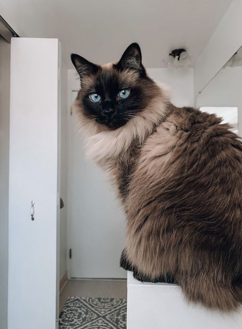 Siam Cat, Cat Breeds Hypoallergenic, Snowshoe Cat, Balinese Cat, Hypoallergenic Cats, Himalayan Cat, Siamese Kittens, Gorgeous Cats, Ragdoll Cat