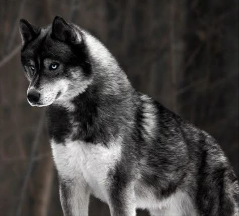 Black And White Husky, Brown Siberian Husky, Black Siberian Husky, Wolves Pictures, Animals Animated, Dog Reference, Wolf Husky, White Husky, Luxury Sofa Design