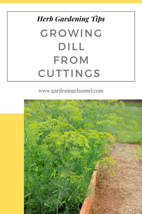 dill in raised bed with text overlay herb gardening tips growing dill from cuttings Grow Dill, Small Herb Garden, How To Grow Dill, Small Herb Gardens, Gardening Herbs, Medicinal Garden, Garden Kit, Herb Gardening, Garden Area