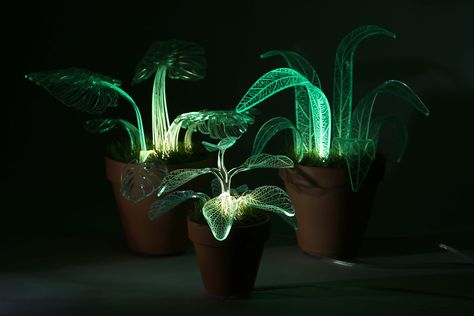 I Make Evergreen Plants That Glow In The Dark Dark Plants, Pot Lights, Moon Garden, Evergreen Plants, Plant Aesthetic, Plant Lighting, Room With Plants, Dark Room, All About Plants