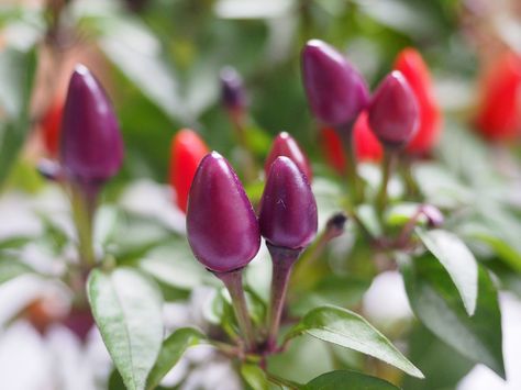 Can You Eat Ornamental Peppers?  #food #gardening #cooking #spicy Portulaca Grandiflora, Halloween Flowers, Caicos Islands, Garden Seeds, Live Plants, Turks And Caicos, Turks And Caicos Islands, Trinidad And Tobago, Peppers