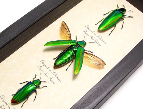 Scarab Tattoo, Insects Names, Jewel Beetle, Beetle Tattoo, Taxidermy Display, Framed Insect, Green Beetle, Insect Taxidermy, Beetle Insect