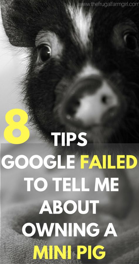 Thinking about adding a mini pig to your home? Check out these tips Google did not tell me and how much I am loving owning one a year later! | tips for owning a mini pig| micro |  pet |  training | house |  pen |  care via @tasiaboland Potbelly Pig Care, Mini Pig Care, Juliana Pigs, Mini Pig Pet, Raising Pigs, Miniature Pigs, Pig Pen, Small Pigs, Pot Belly Pigs