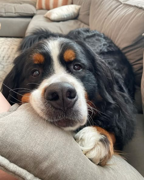 Burnese Mountain Dog, Burmese Mountain Dogs, Loyal Dog Breeds, Bernese Dog, Bernese Mountain Dog Puppy, Very Cute Dogs, Loyal Dogs, Mountain Dog, Bernese Mountain