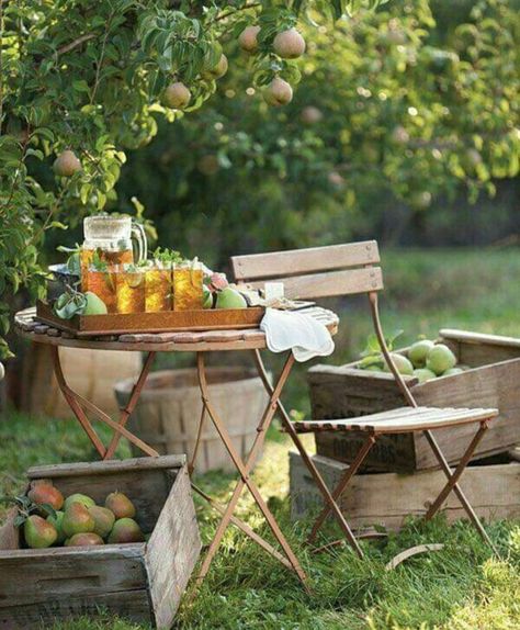 (1) Facebook Picnic Gift Basket, Picnic Gifts, Orchard Wedding, Gardening Zones, Theme Pictures, Pear Recipes, Old Orchard, Green Country, Pear Trees