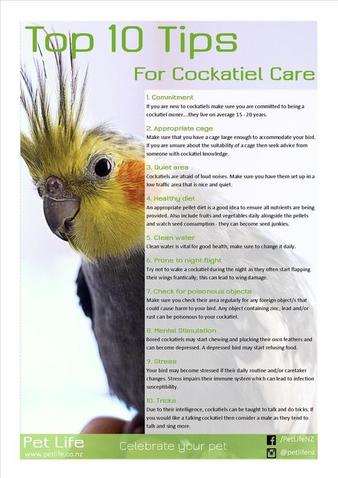 Cockatiel Name Ideas, Parrot Care Tips, Cockatiel Care Tips, Bird Care Tips, Diy Bird Toys Cockatiel, Cockatiel Tips, Cockatiel Training, Pet Cockatiel, Birds Cockatiel