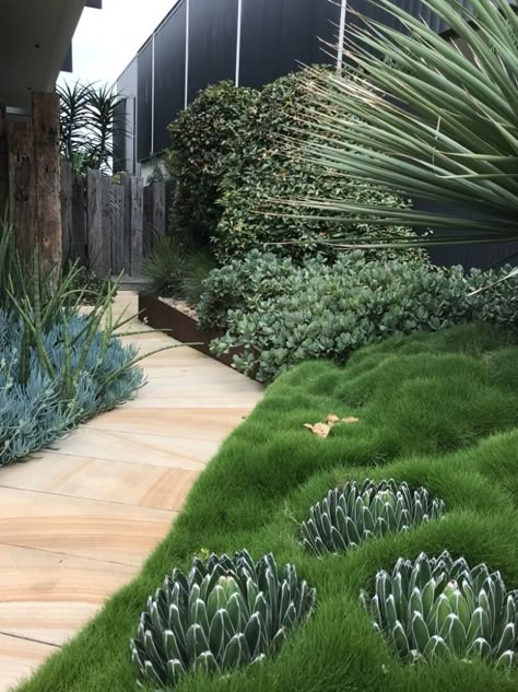 Landscaped Front Yards, Zoysia Tenuifolia, Courtyard Gardens Design, Pool Landscape Design, Front Garden Design, Landscaping Inspiration, Dry Garden, Australian Garden, Coastal Gardens