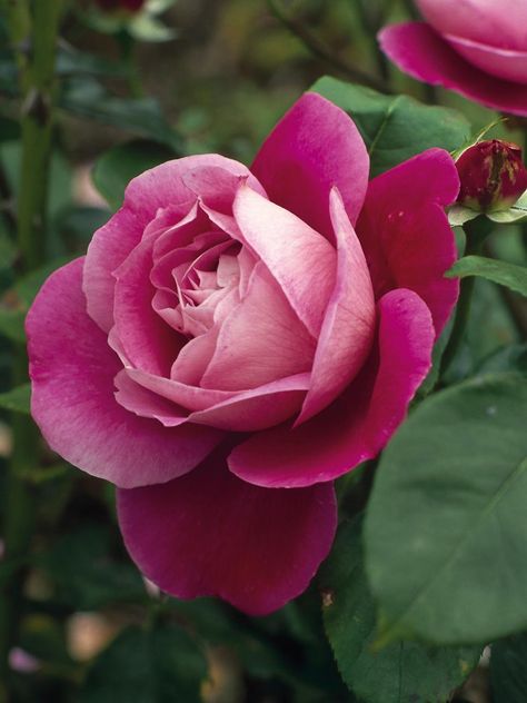 Hgtv Garden, Photo Rose, Fragrant Roses, Rose Flower Pictures, Rose Varieties, Types Of Roses, Coming Up Roses, Rose Fragrance, Growing Roses