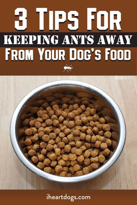 Keep those pesky ants away with these great tips! Kibble Toppers, Dog Kibble, Pet Health Record, Cook Dog Food, Diy Dog Food, Coconut Oil For Dogs, Dog Health Tips, Dog Food Bowls, Food Topper