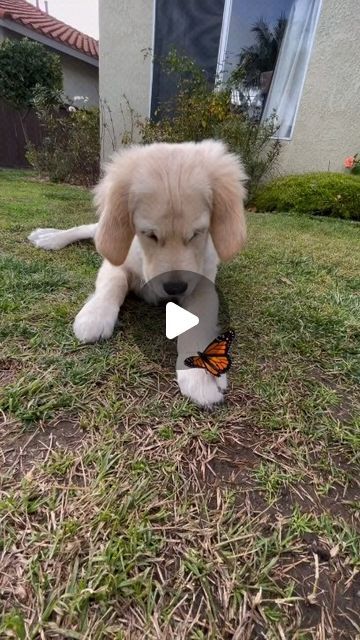 430K views · 117K likes | Cutepuppy on Instagram: "Living for the moments that make my tail wag 🐾😄 , , , , , , , , , , , , , , , , , , , , , , , , ,, #puppy #dogsofinstagram #puppylove #dog #puppiesofinstagram #instadog #amorpet #amorporpet #doguinho #euamomeupet #cute #love #adorable #dogoftheday #picoftheday #pets #dogstagram #cutedogs #instagood #cutedog #frenchbulldog #puppyoftheday #baby #ilovedogs #pups" Cavalier Puppy, Casting On, Tiny Puppies, Cute Dog Photos, Cute Animals Puppies, Adorable Dogs, Golden Retriever Puppy, Things To Do At A Sleepover, Retriever Puppy