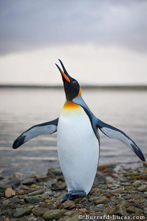 http://www.burrard-lucas.com/ Penguins Funny, King Penguin, Emperor Penguin, Penguin Love, Cute Penguins, Wild Life, Animal Photo, Nature Animals, Sea Creatures