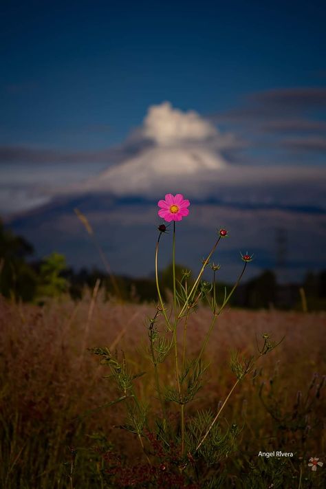 Cosmos Flowers Aesthetic, Happy Environment Day, Background Screensavers, Happy Environment, Quote Photo, Phone Lock Screen Wallpaper, Haha Photos, Phone Lock Screen, Best Nature Images