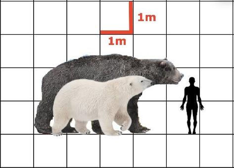 Arctotherium angustidens and Polar Bear size comparison, with average male human for reference. Bear Size Comparison, Extinct Animals, Human Male, Ice Age, Size Comparison, Zoology, Polar Bear, Human, Animals