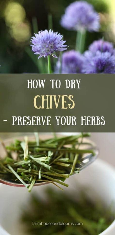 How To Dry Chives – Preserve Your Herbs Drying Chives, Herbs In Oil, Herbs For Tea, Dehydrating Fruit, Preserve Herbs, Preserve Fresh Herbs, Storing Herbs, Herbs In The Kitchen, Chives Recipe