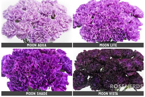 Halloween Wedding Decorations, Carnation Colors, Purple Flower Arrangements, Different Shades Of Purple, Purple Carnations, Holly Wedding, Purple Moon, Church Flowers, Garden Flower