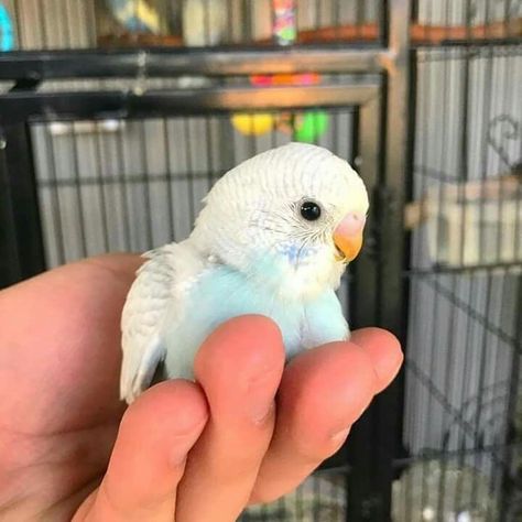 Parrot, Birds, Pet, Funny, Animals, Blue, White