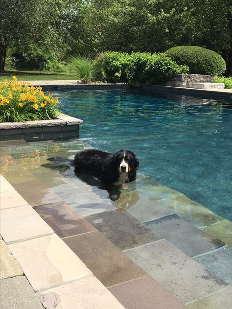 Outdoor Pool Aesthetic, Pools Aesthetic, Archer Hale, Archer's Voice, St Bernards, Saint Bernards, Pool Pool, Pool Landscape Design, Family Pool