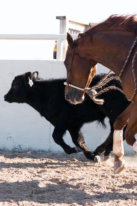 Reined Cow Horse, Horse Lifestyle, Working Cow Horse, Ranch Horses, Rodeo Time, Cow Horse, Reining Horses, Pony Express, Red Horse